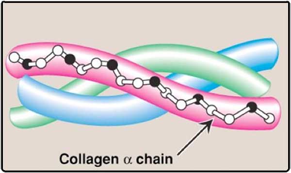Collagen Structure 600 x 357
